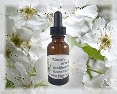 Bradford Pear Flower Essence - Nature's Remedies