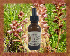 Broomrape Flower Essence - Nature's Remedies
