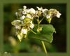 Buckwheat Flower Essence