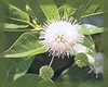 Button Bush Flower Essence