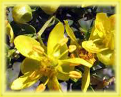 Chaparral Flower Essence - Nature's Remedies