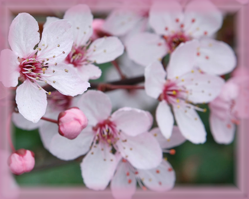 Cherry Plum Flower Essence - Nature's Remedies