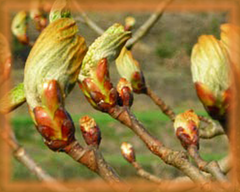 Chestnut Bud Flower Essence - Nature's Remedies