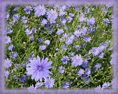 Chicory Flower Essence - Nature's Remedies
