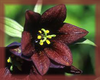 Chocolate Lily Flower Essence - Nature's Remedies