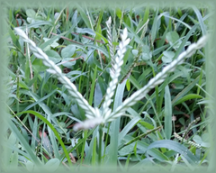 Crabgrass Flower Essence - Nature's Remedies