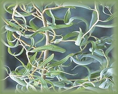 Curly Willow Flower Essence - Nature's Remedies