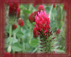 Crimson Clover Flower Essence - Nature's Remedies