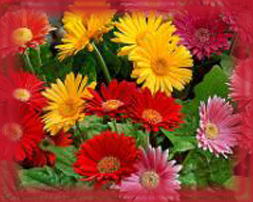 Gerbera Flower Essence - Nature's Remedies