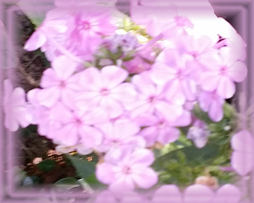 Phlox Flower Essence - Nature's Remedies