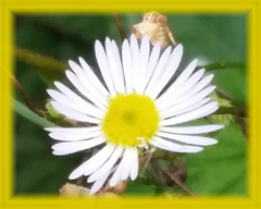 Hairy White Oldfield Aster Flower Essence - Nature's Remedies
