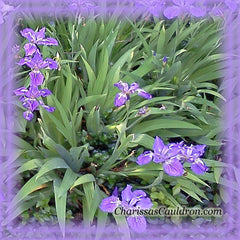 Iris Flower Essence - Nature's Remedies