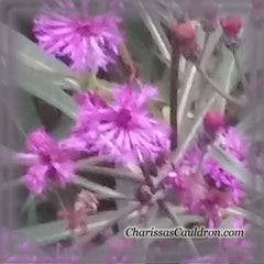 Ironweed Flower Essence - Nature's Remedies