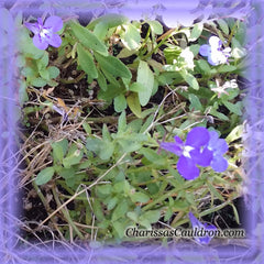 Lobelia Flower Essence - Nature's Remedies