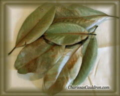 Magnolia Leaves Dried (Magnolia Grandeflora)