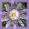 Passionflower Flower Essence