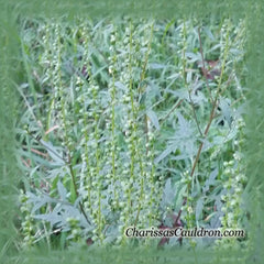 Ragweed Flower Essence - Nature's Remedies