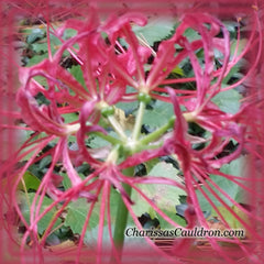 Red Spider Lily Flower Essence - Nature's Remedies