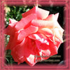 Rose Flower Essence