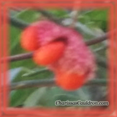 Strawberry Bush Flower Essence - Nature's Remedies