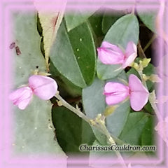 Sweet Pea Flower Remedy