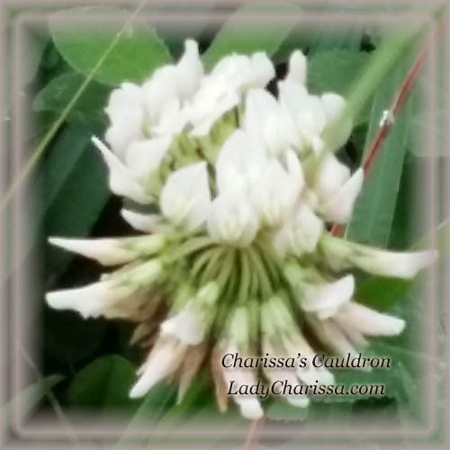 White Clover Flower Essence 